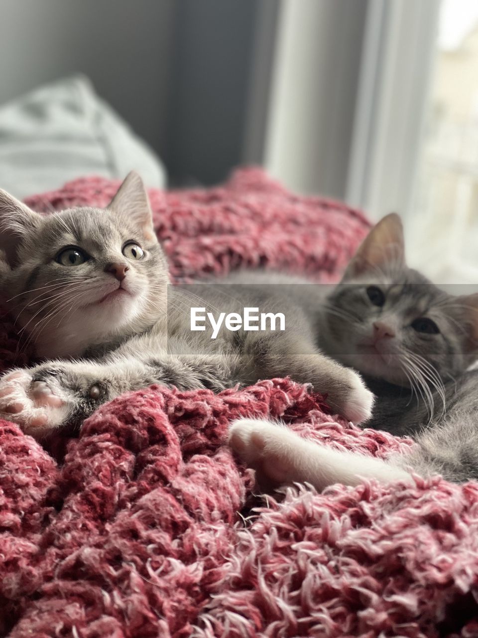 close-up of cat lying on bed at home