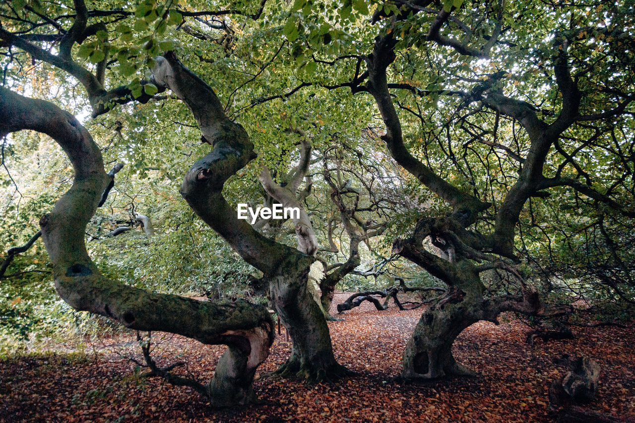 View of tree trunk in park