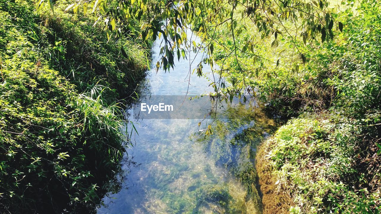 TREES BY RIVER IN FOREST