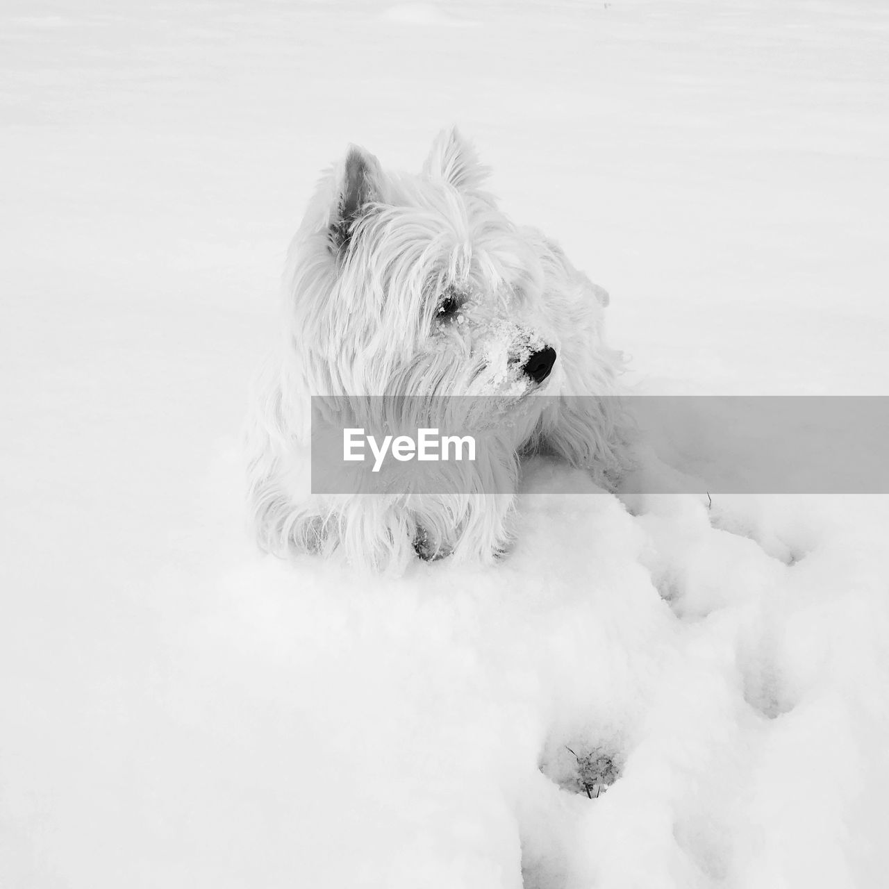 Dog lying on snow covered field