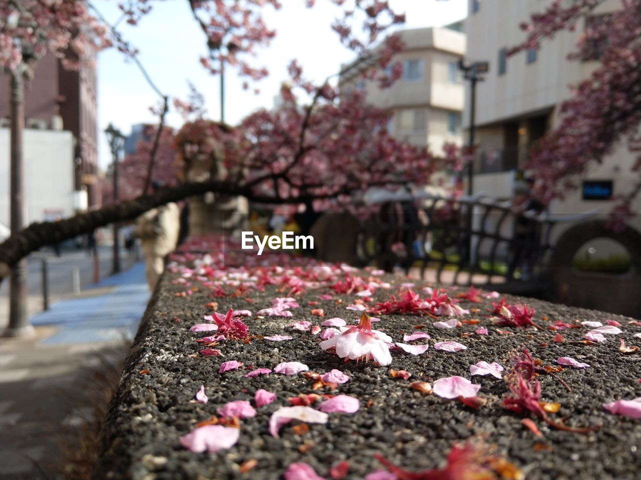 Close-up of pink cherry blossoms in city