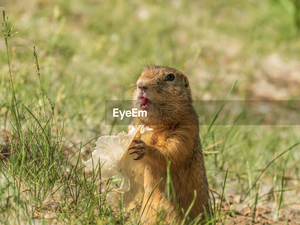 animal themes, animal, animal wildlife, mammal, wildlife, prairie dog, one animal, grass, rodent, squirrel, prairie, nature, no people, plant, eating, whiskers, outdoors, day, portrait