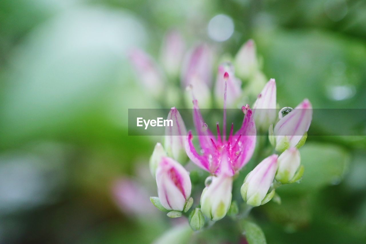 CLOSE-UP OF PINK FLOWERS