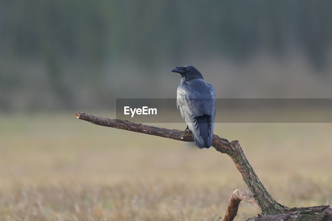 A carrion crow perched