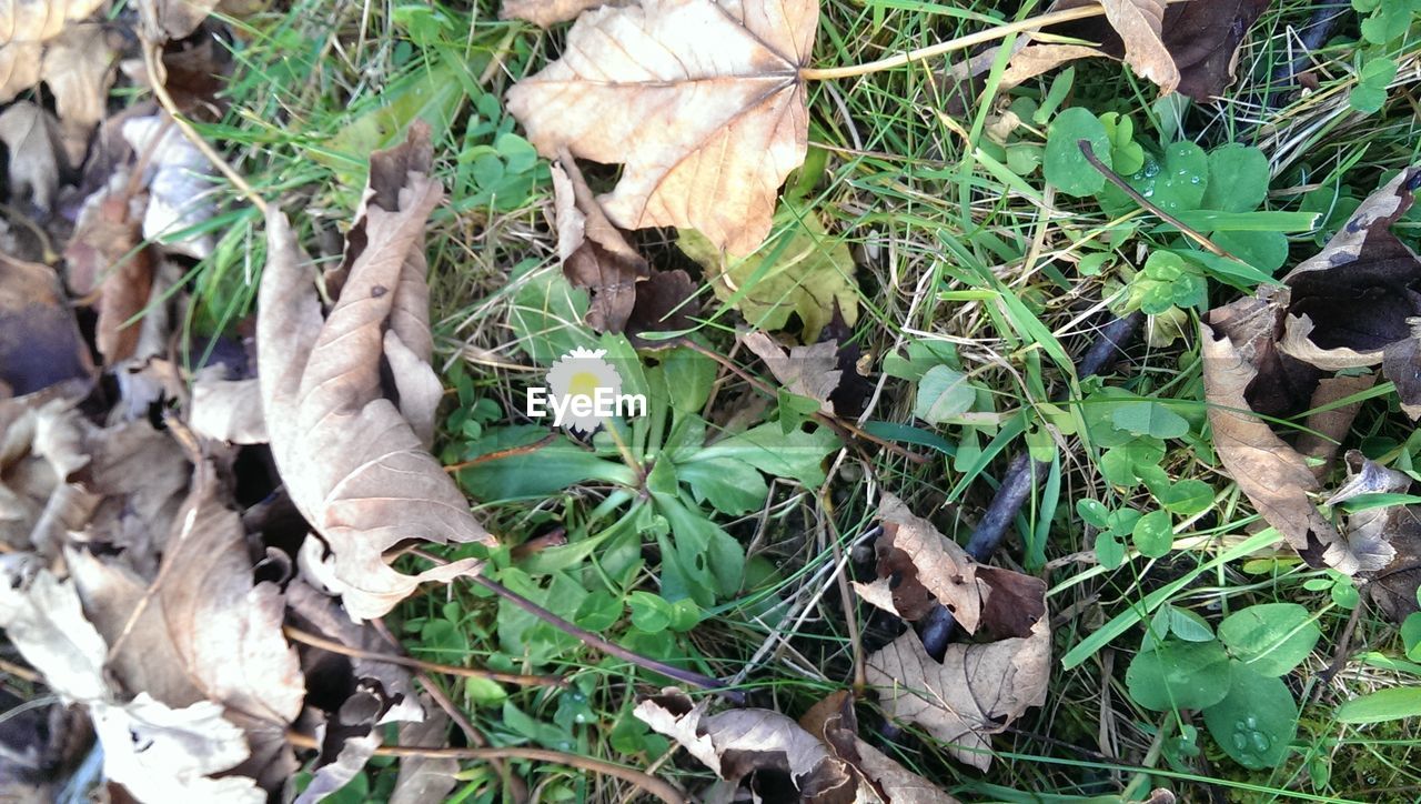 CLOSE-UP OF PLANT ON FIELD