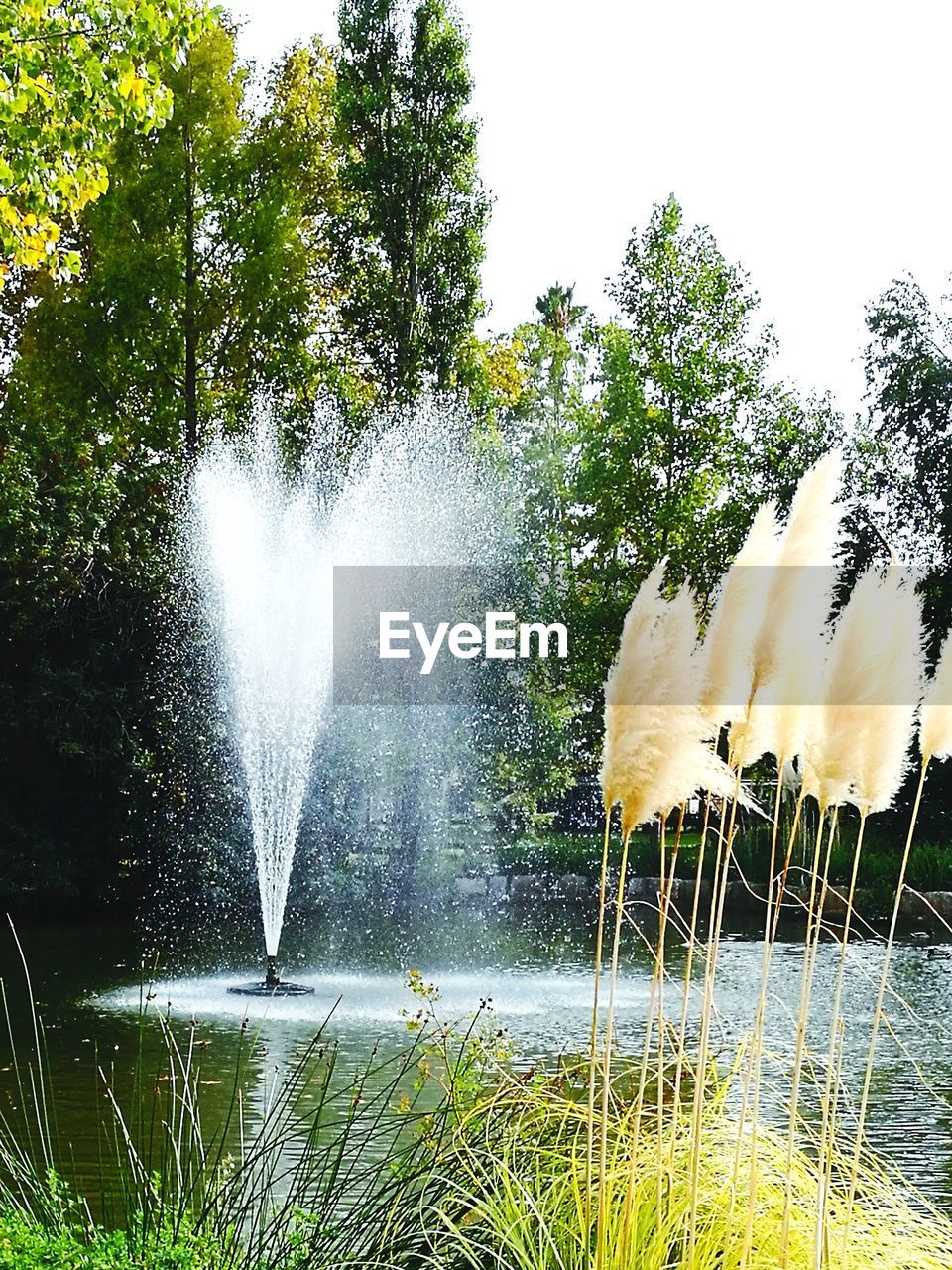 SCENIC VIEW OF WATER AGAINST TREES