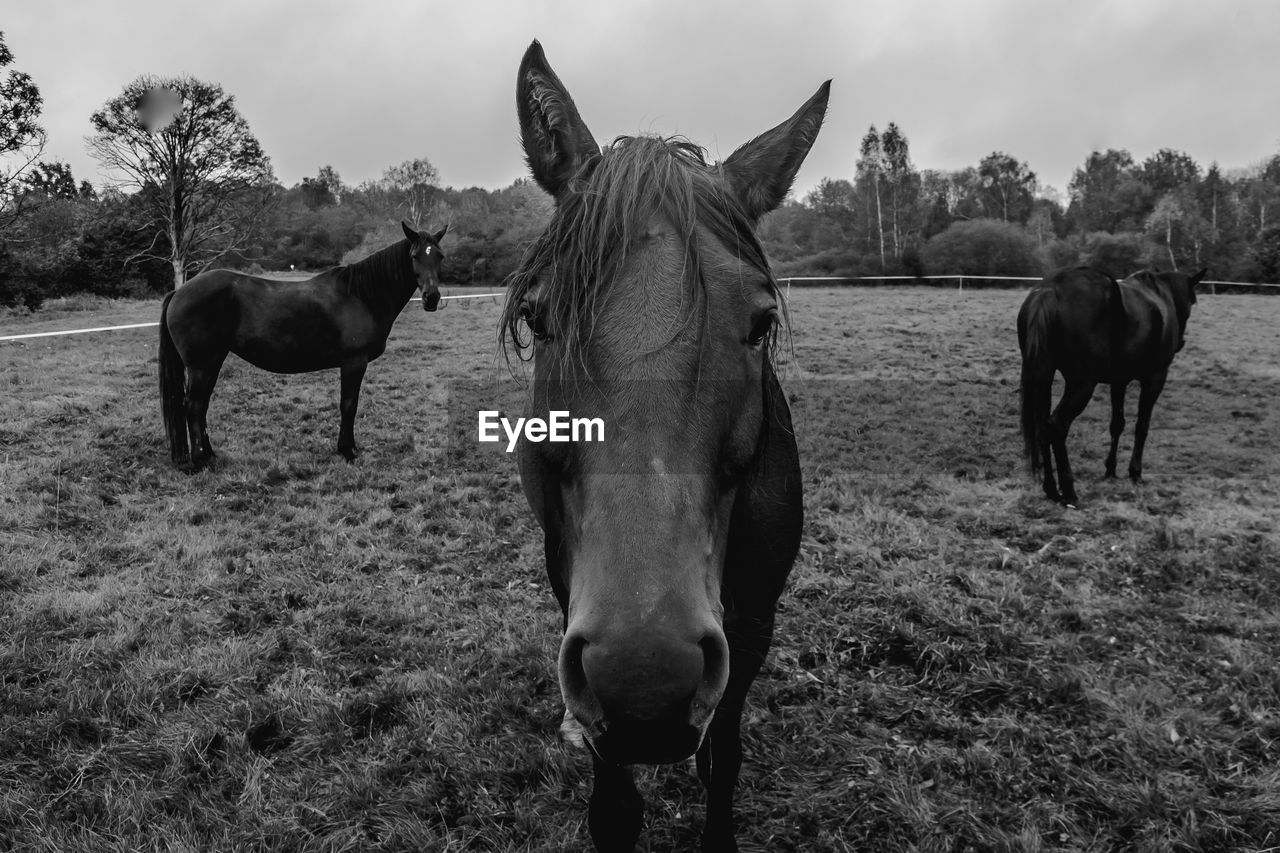 HORSES IN A FIELD