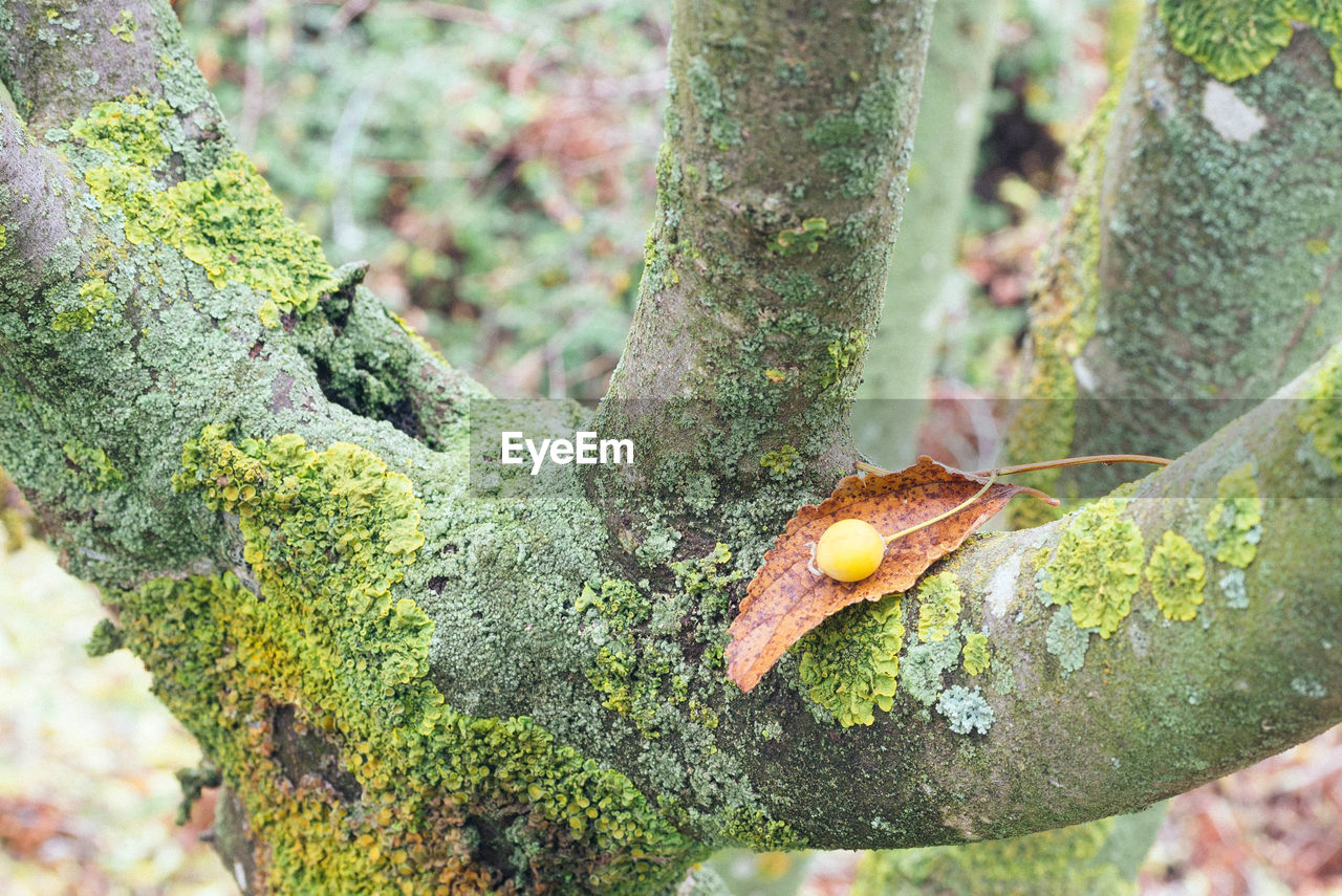 CLOSE-UP OF GREEN TREE