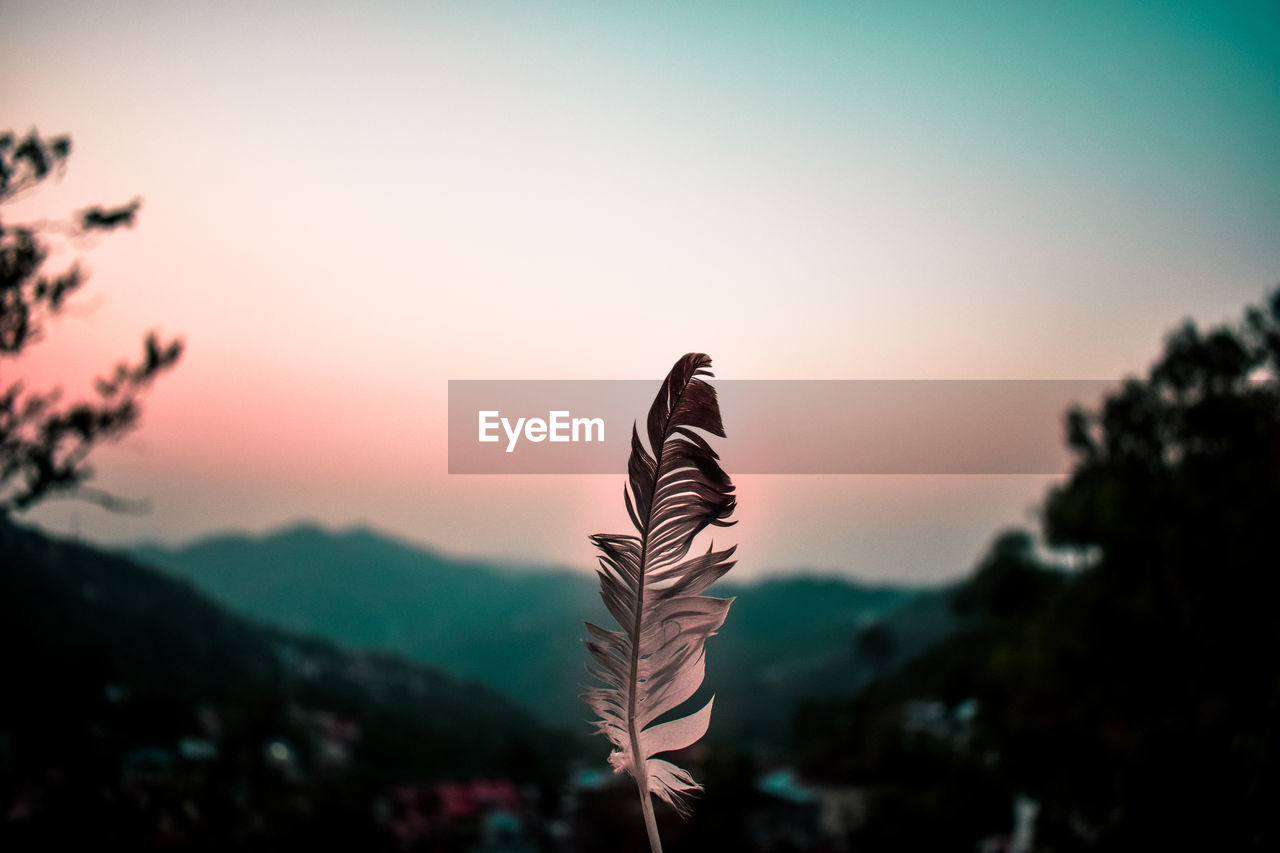 Close-up of feather against sky during sunset