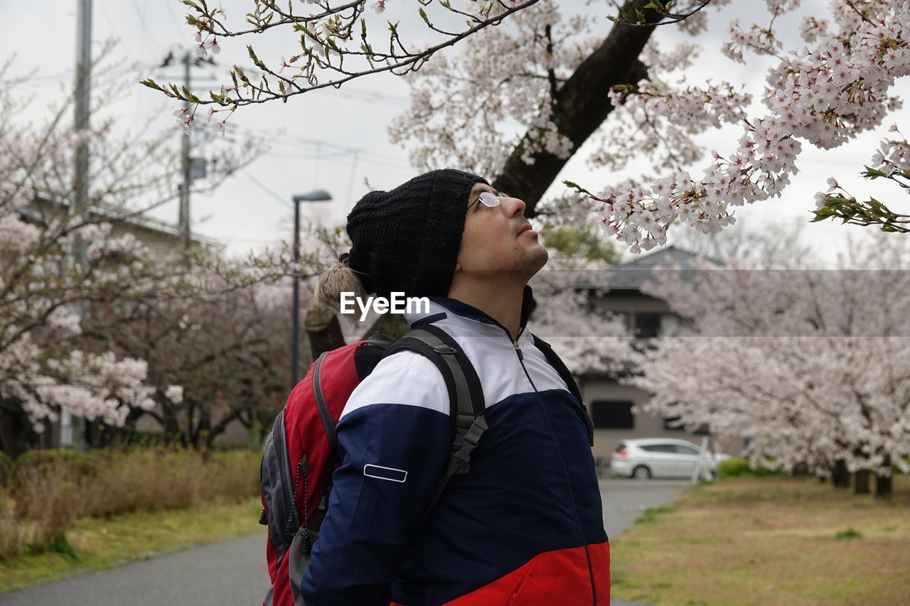 Sakura, cherry blossom in japan niigata, shibata, a guy enjoying the scenery.