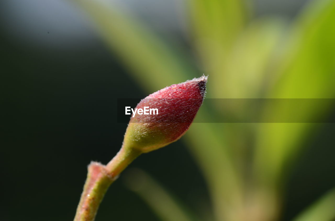 Close-up of flower bud