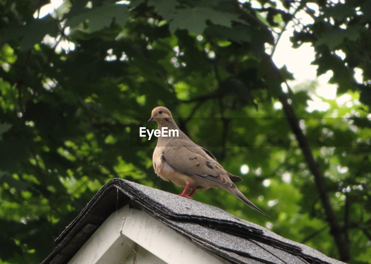 LOW ANGLE VIEW OF BIRD ON ROOF