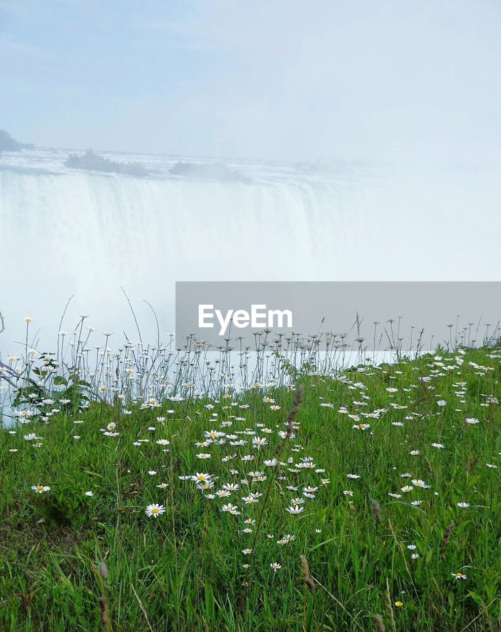 Daisy growing on grassy field with niagara falls in background