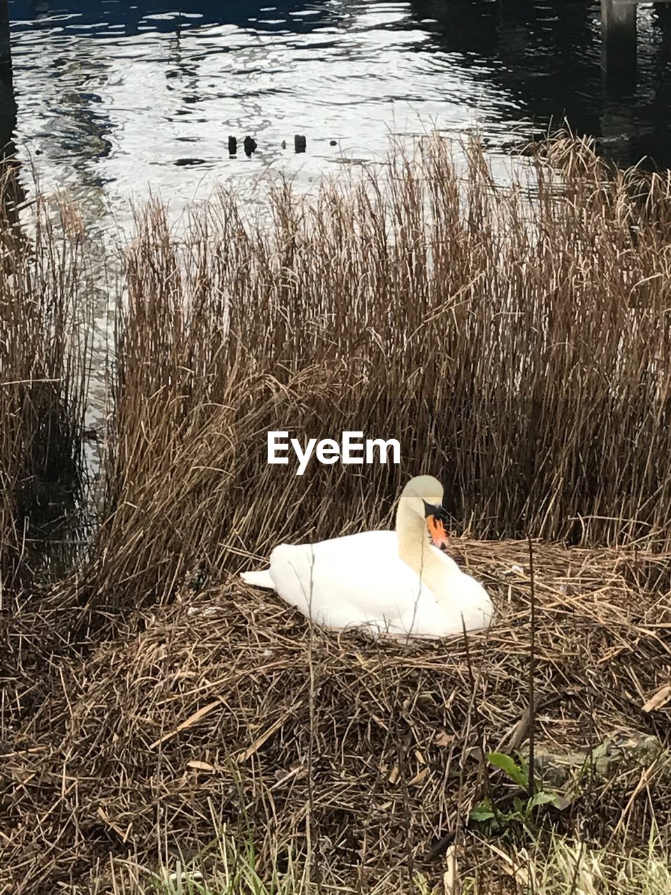 SWAN ON LAKESHORE