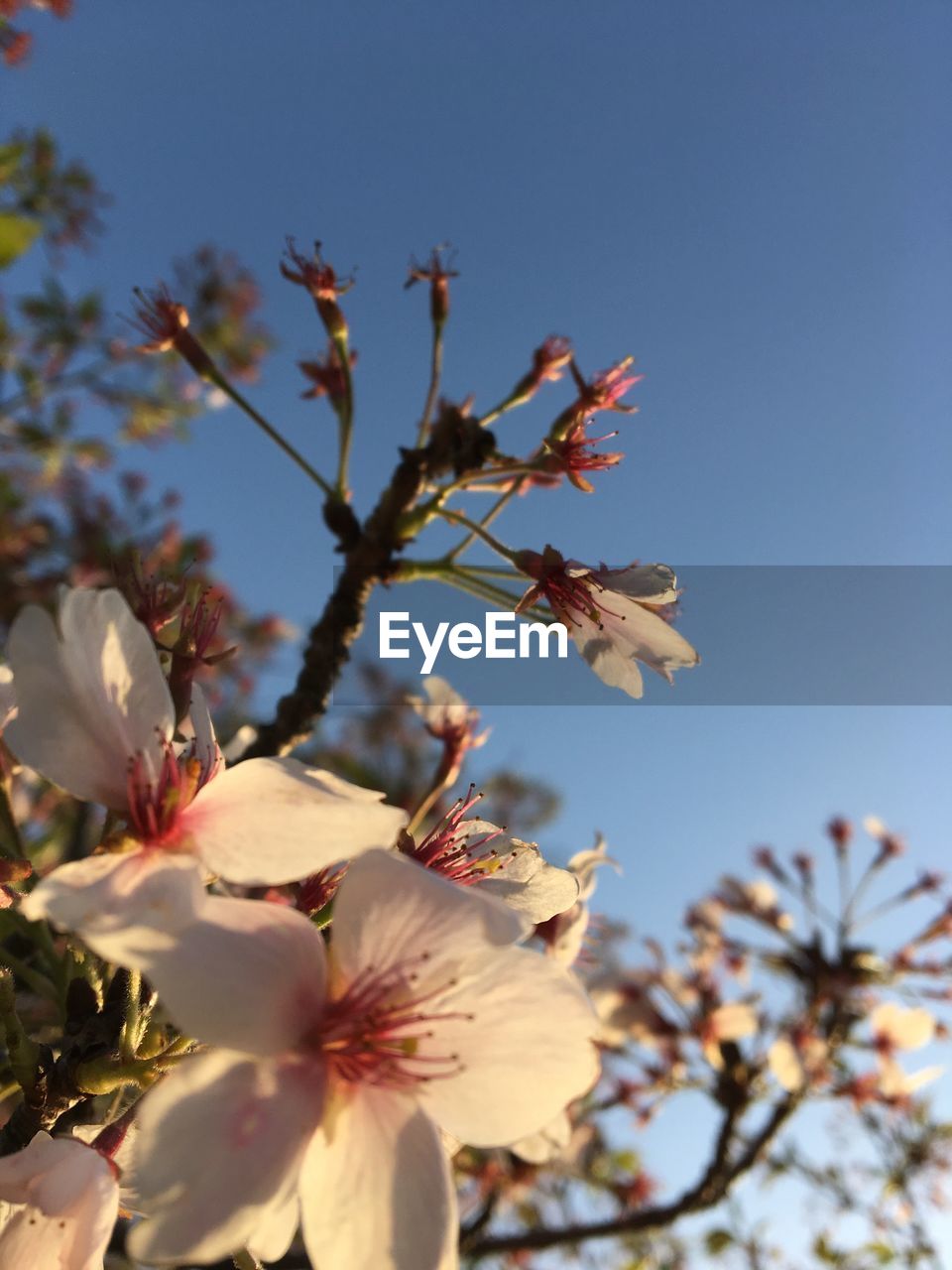 LOW ANGLE VIEW OF FLOWERS ON TREE