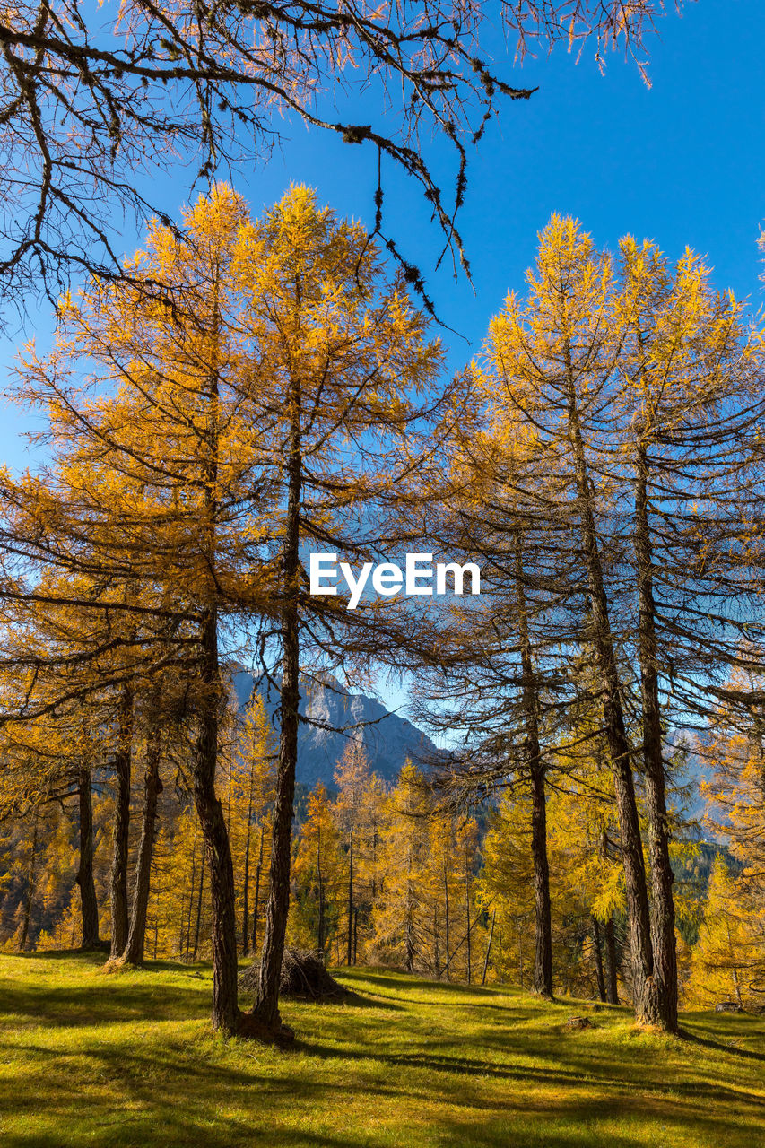 TREES ON FIELD AGAINST SKY