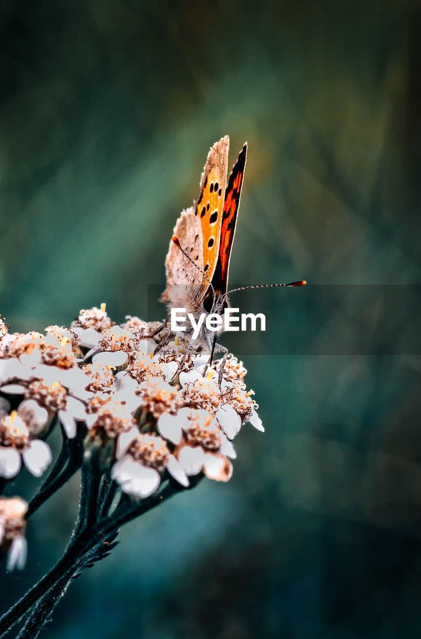 Close-up of butterfly pollinating on flower