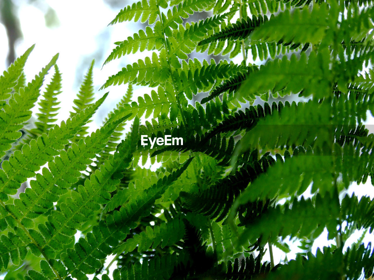 Close-up of green leaves on pine tree