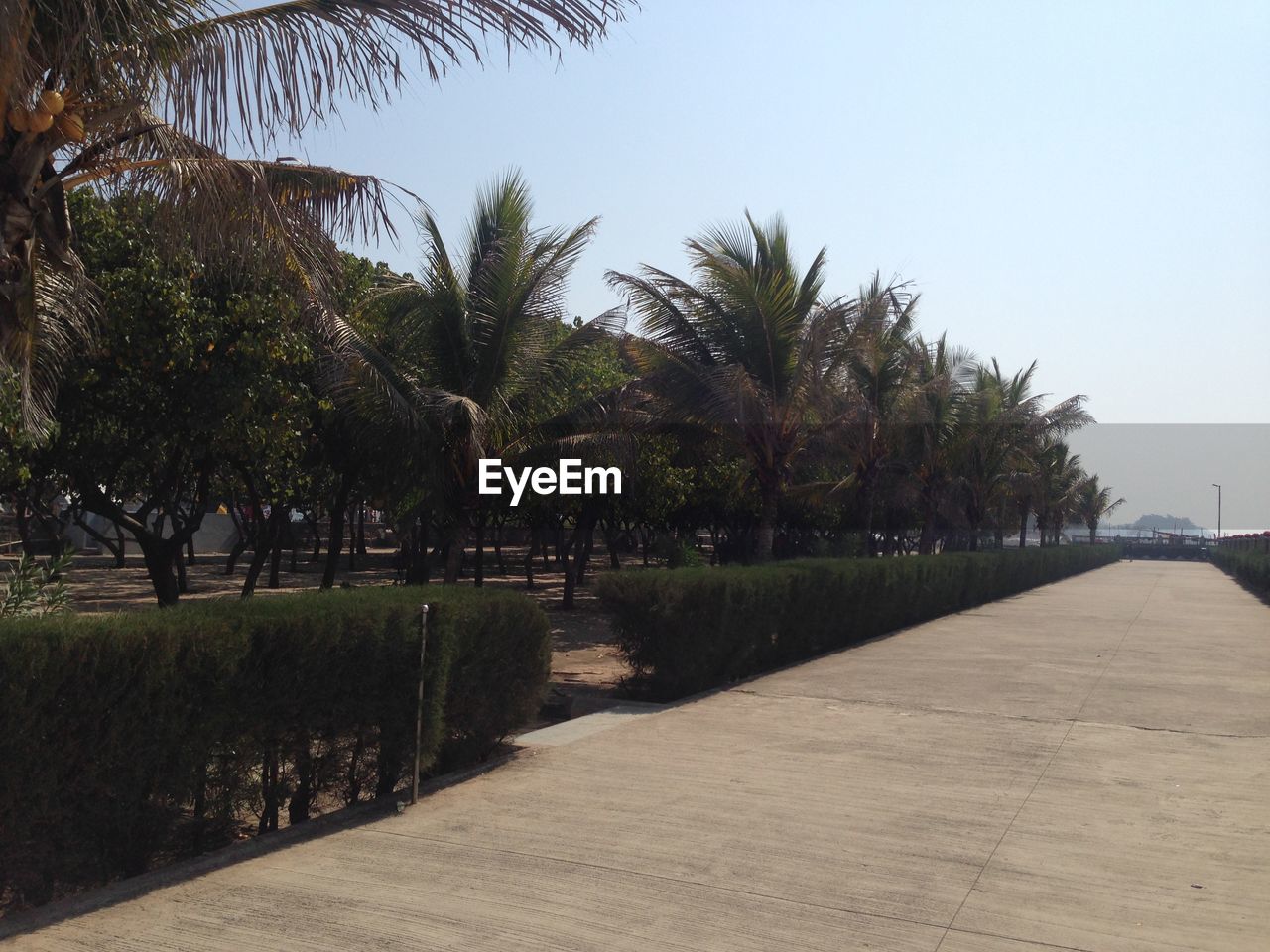 Palm trees against clear sky