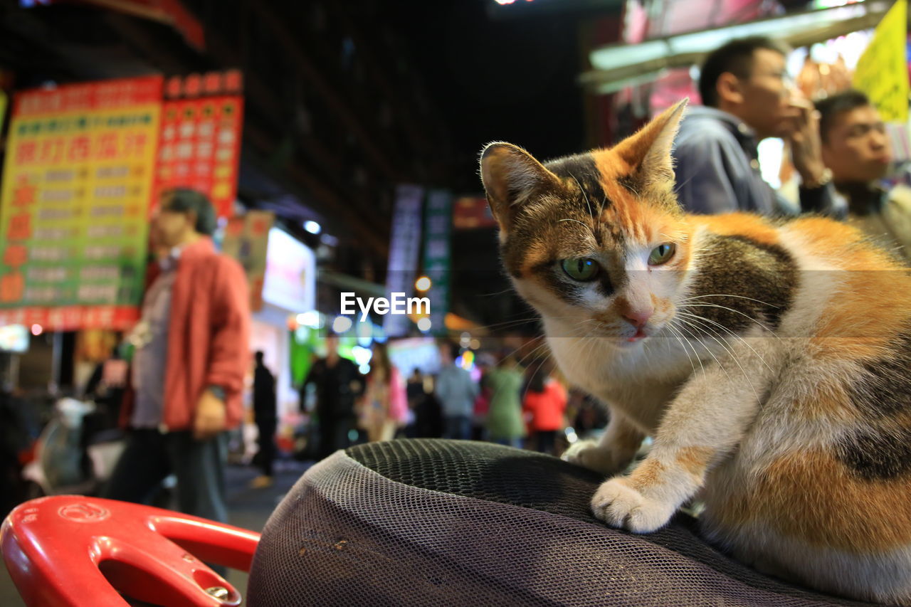 Stray cat in feng chia night market.