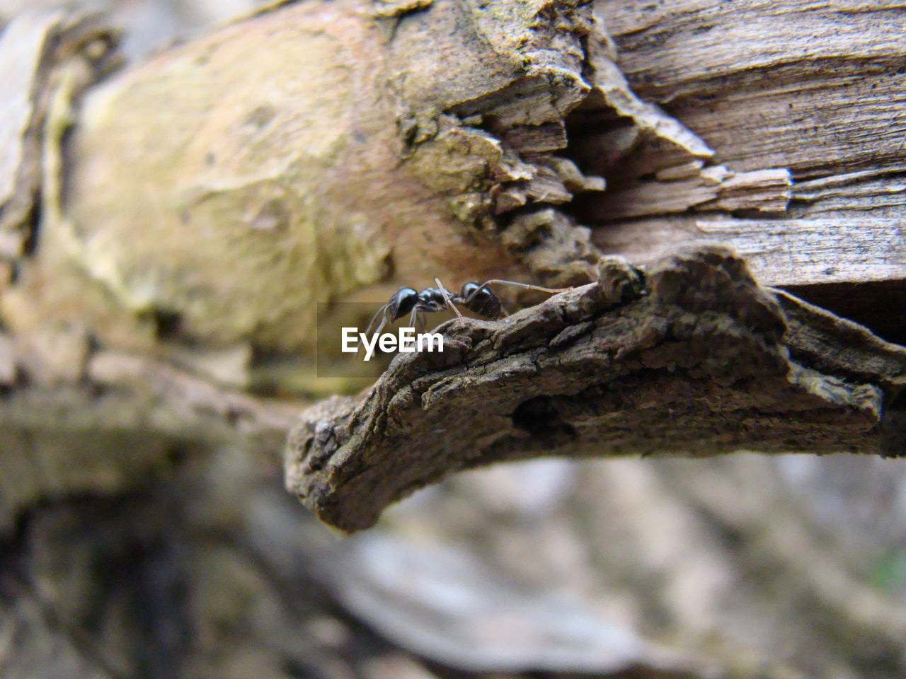 CLOSE-UP OF AN INSECT ON TREE TRUNK