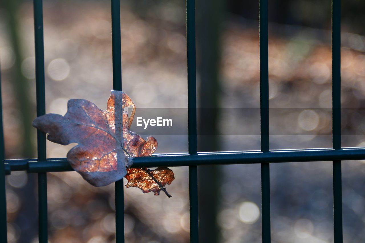 Close-up of oak leaf on metal fence