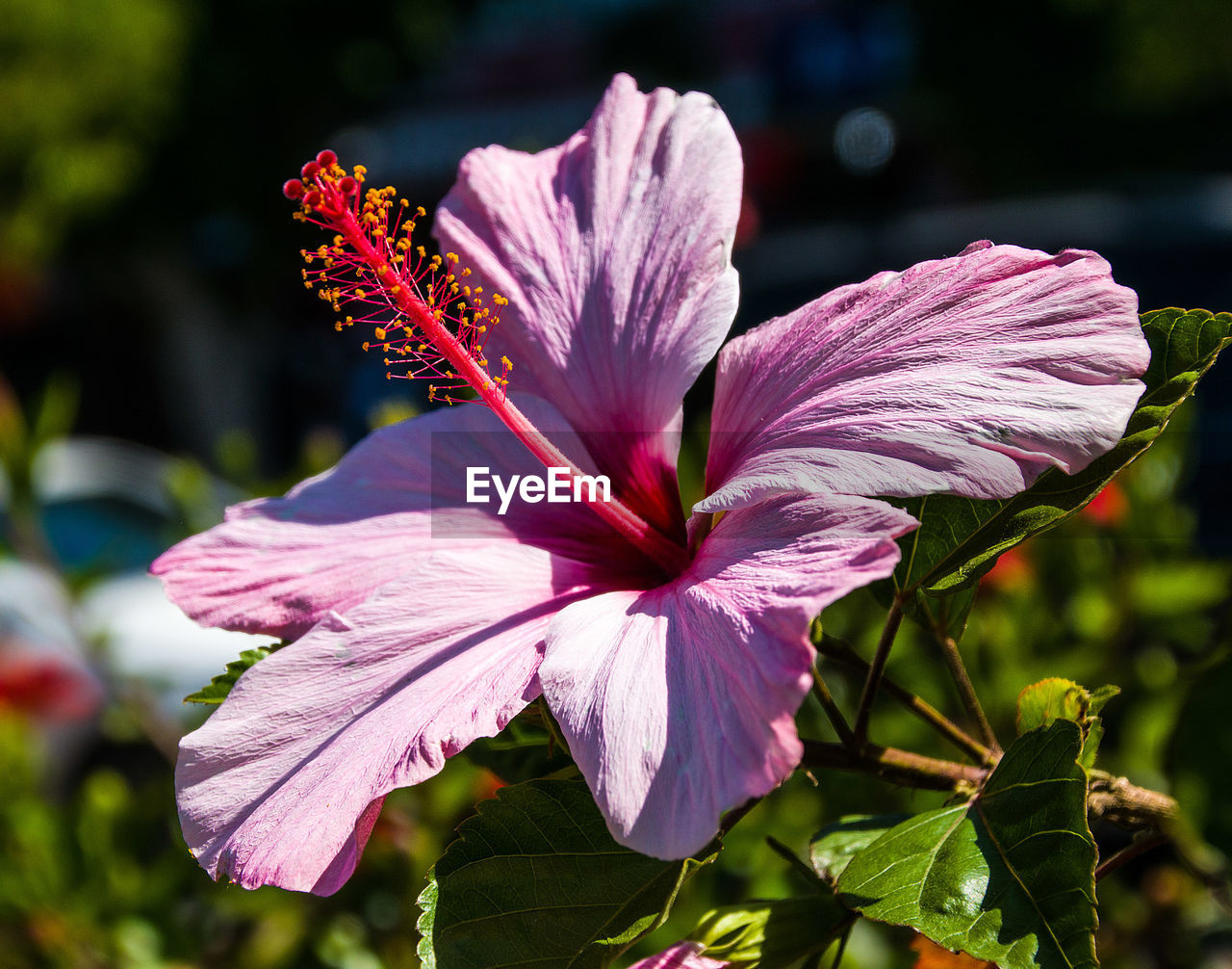 flowering plant, flower, plant, hibiscus, freshness, beauty in nature, petal, fragility, close-up, flower head, inflorescence, malvales, nature, pink, growth, blossom, pollen, focus on foreground, macro photography, botany, no people, outdoors, springtime, purple, stamen, sunlight, plant part, magenta, leaf, summer, day