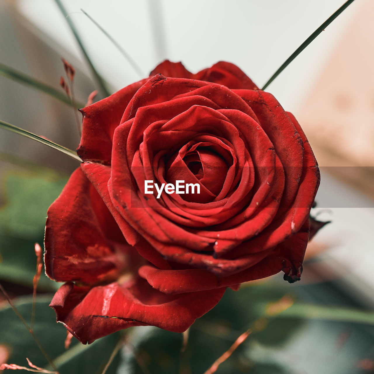 CLOSE-UP OF RED ROSE AGAINST WHITE WALL