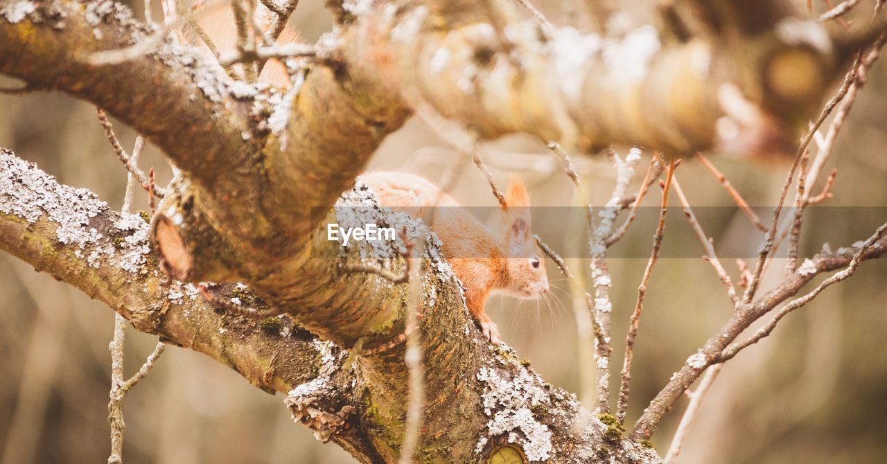 VIEW OF BIRDS PERCHING ON TREE