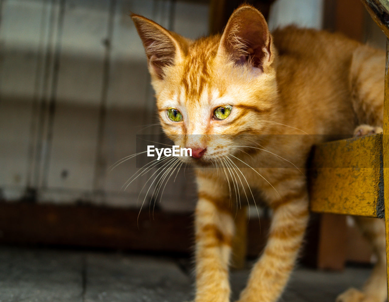 Close-up portrait of a cat