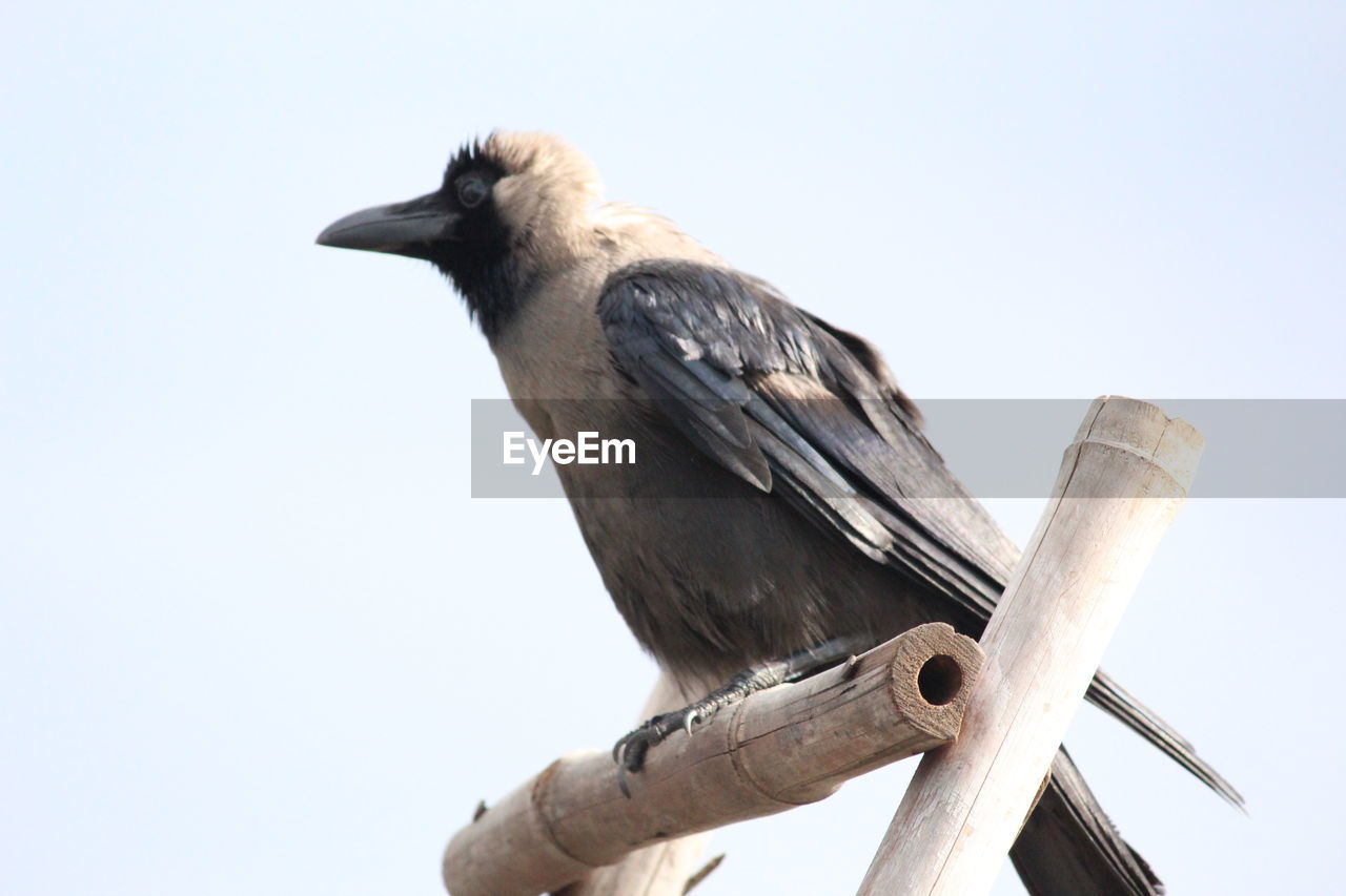CLOSE-UP OF BIRD PERCHING ON WOODEN POST AGAINST CLEAR SKY