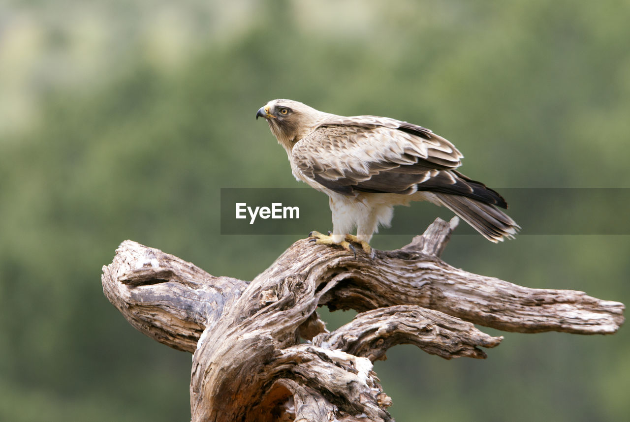 BIRD PERCHING ON A BRANCH