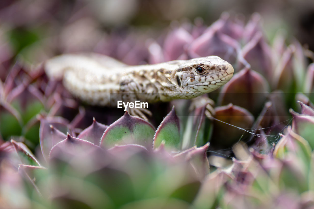 Close-up of lizard