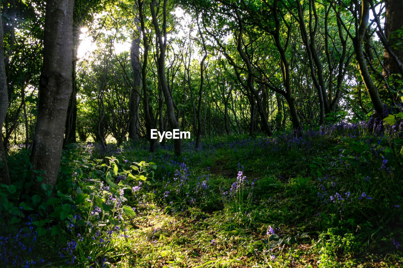 SCENIC VIEW OF FOREST