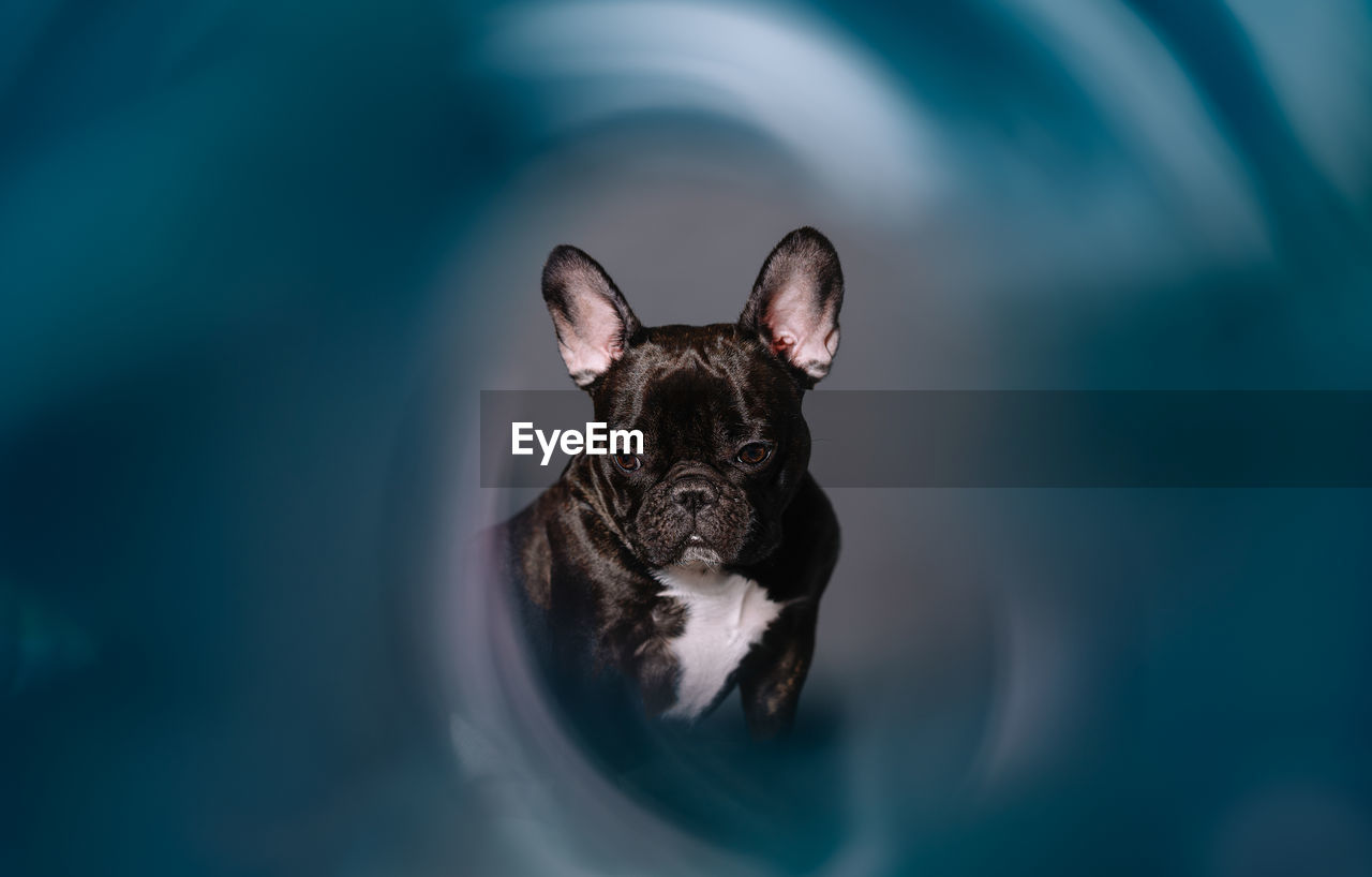 Close-up of a french bulldog dog on blue background