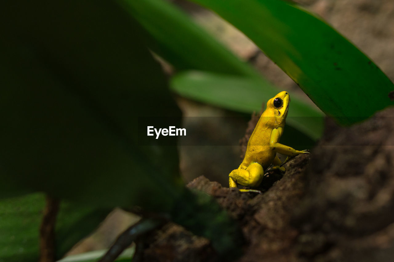 Close-up of a yellow frog