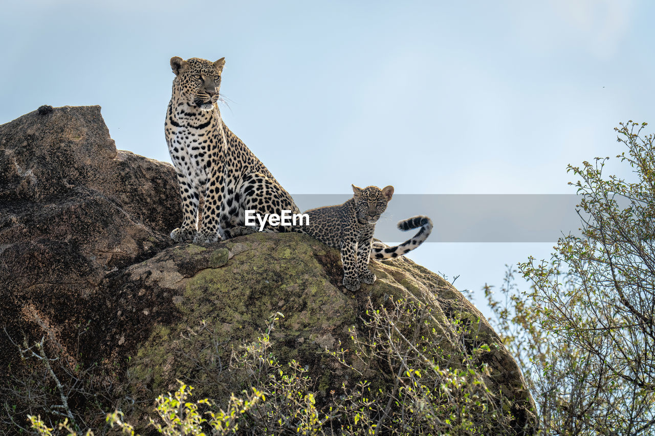Leopard and cub sit on sunlit rock