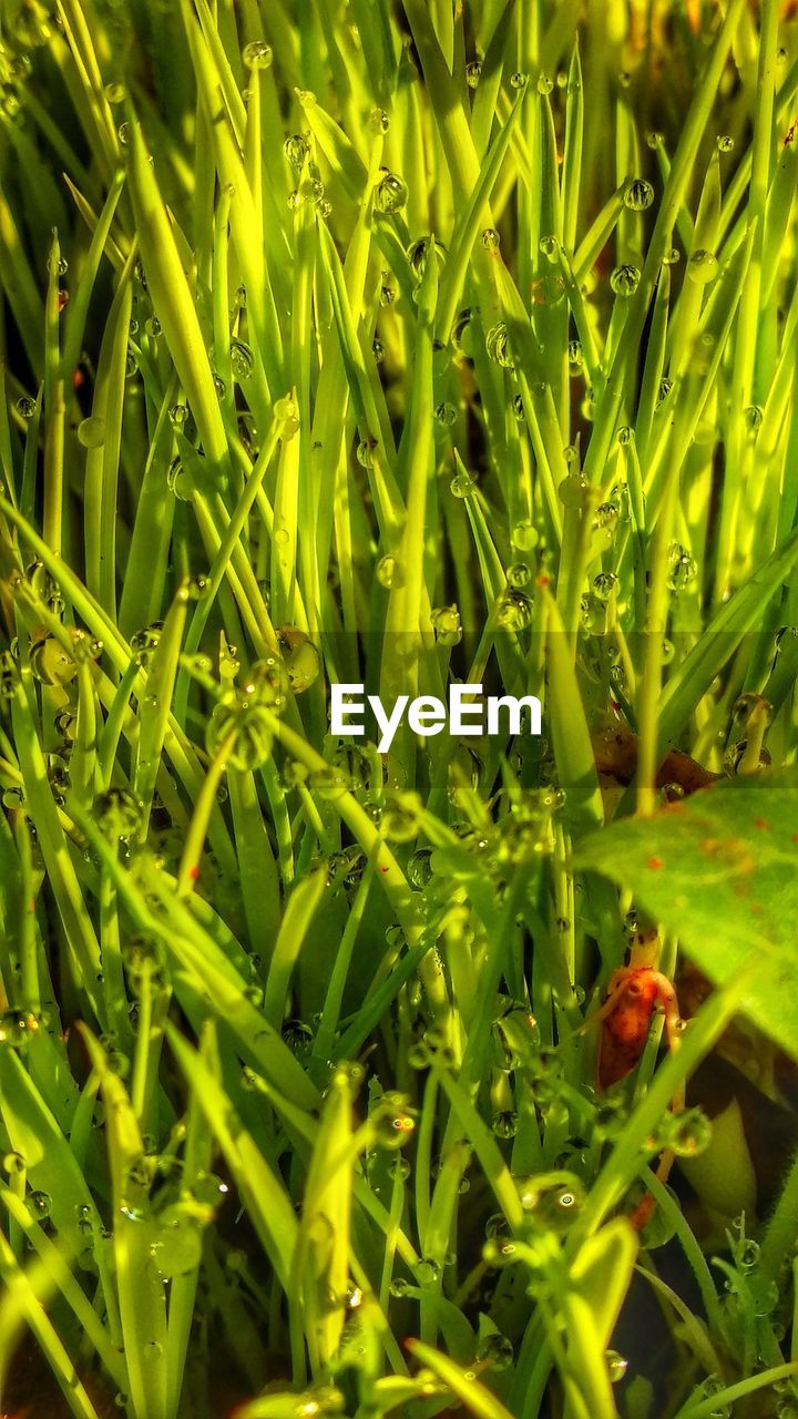 CLOSE-UP OF GREEN INSECT ON PLANT