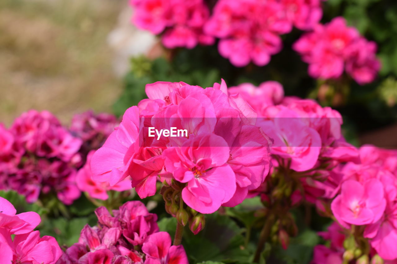 Close-up of pink flowering plants in garden