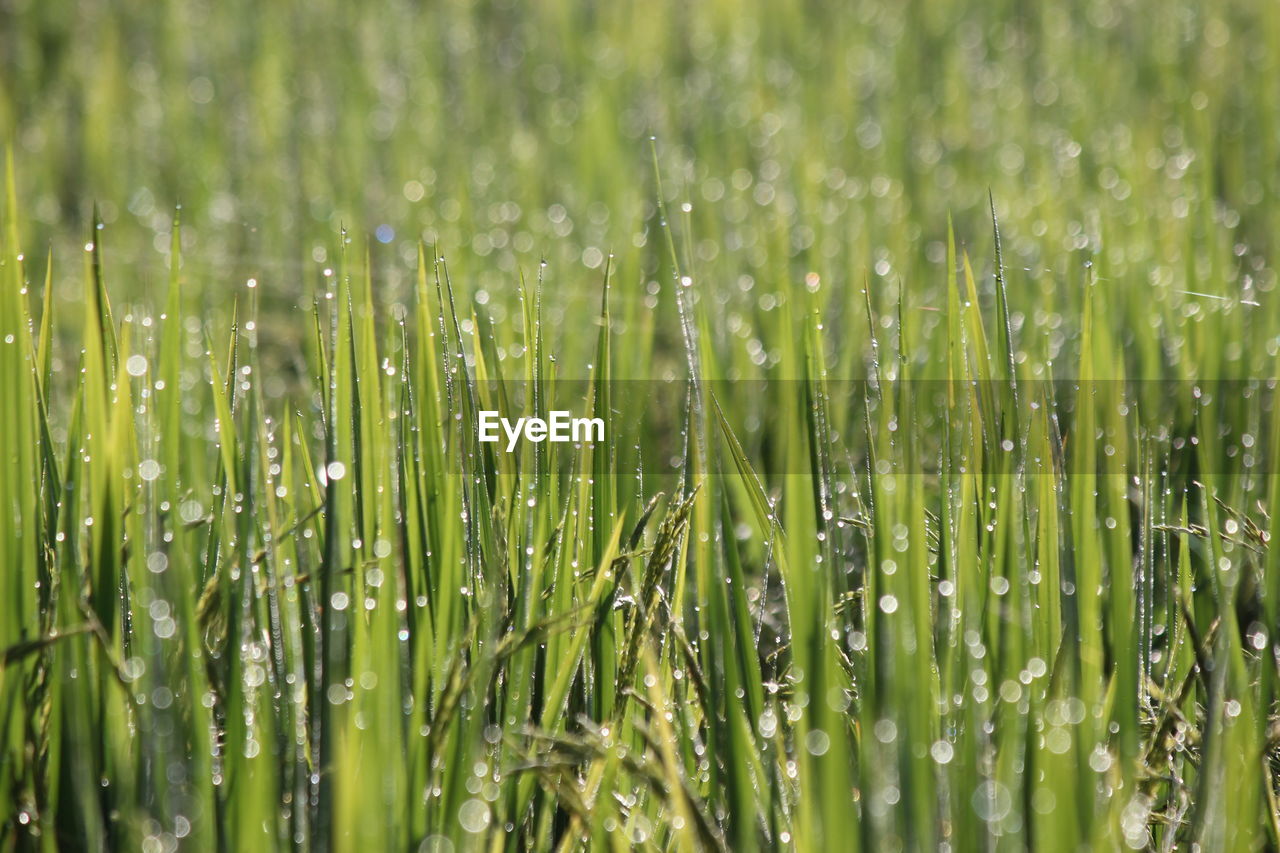 Close-up of wet grass on field