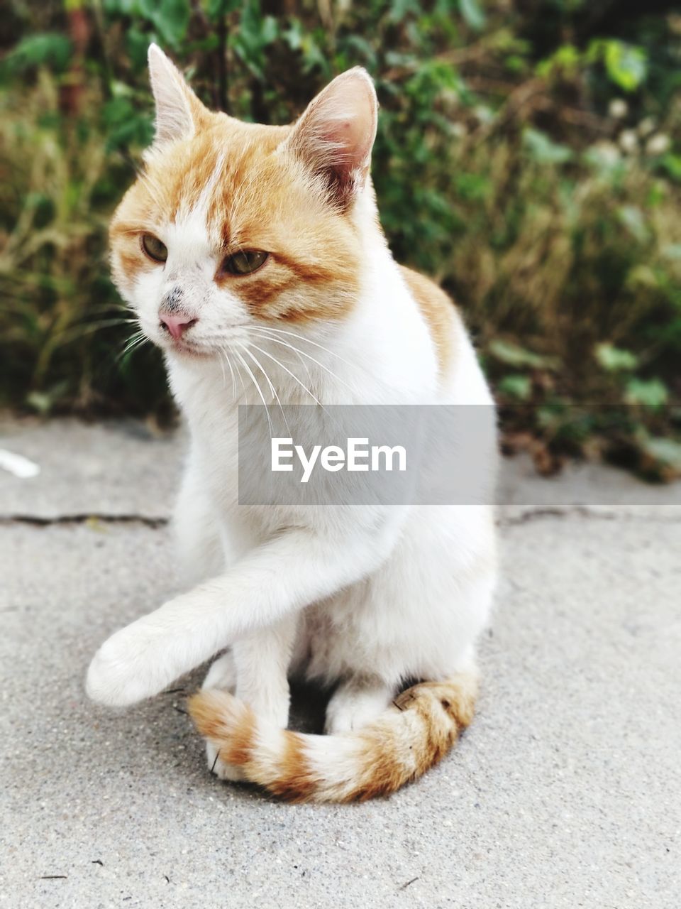 CLOSE-UP OF GINGER CAT ON STREET