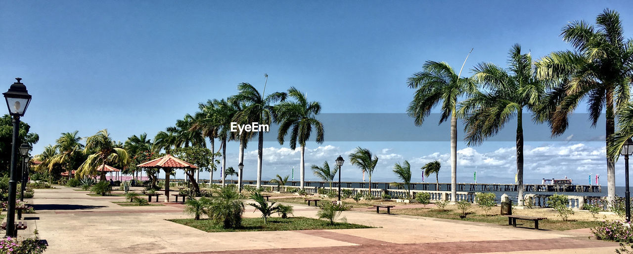 PALM TREES AGAINST SKY