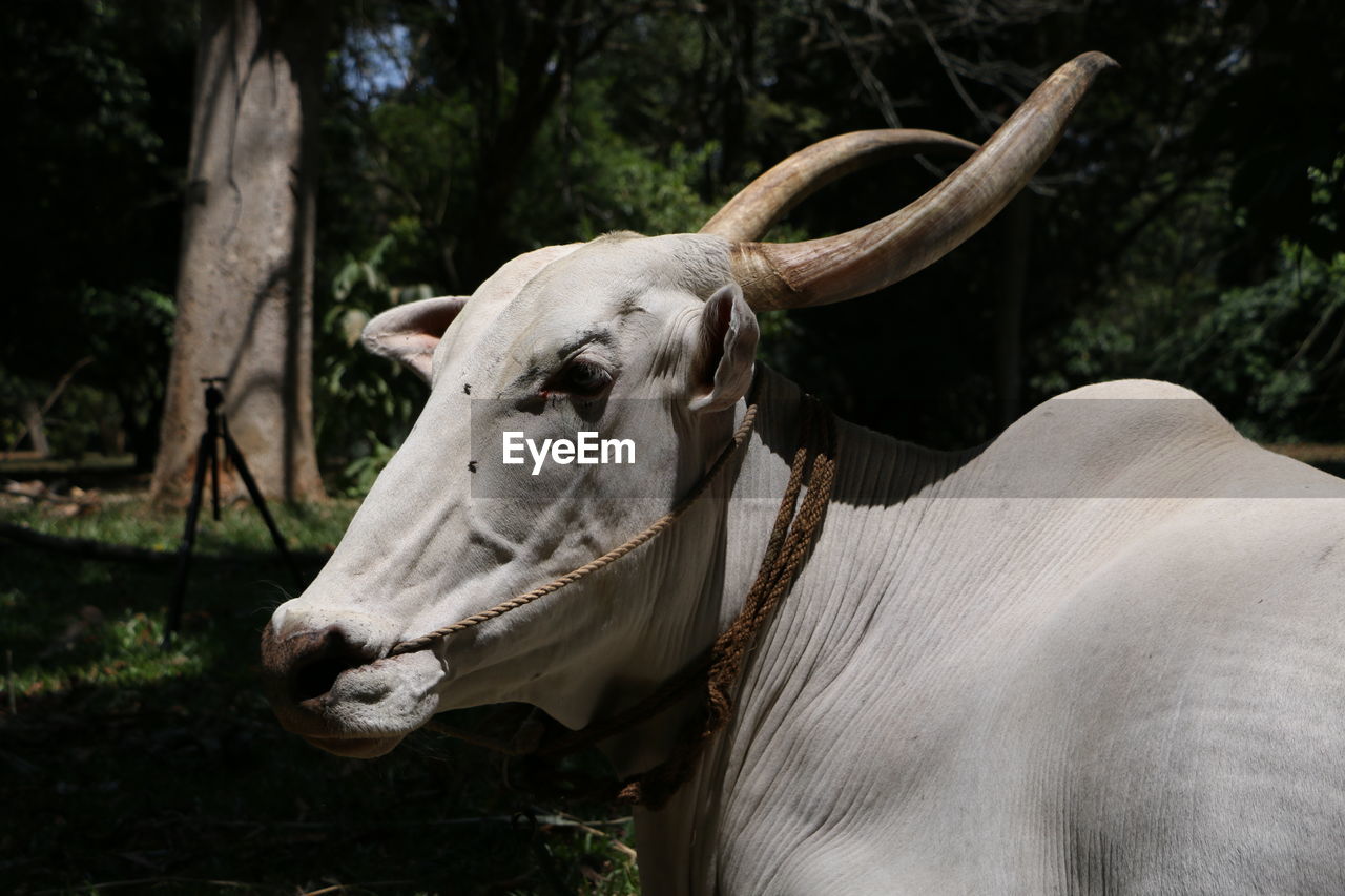 Portrait of a white asian bull with horns 