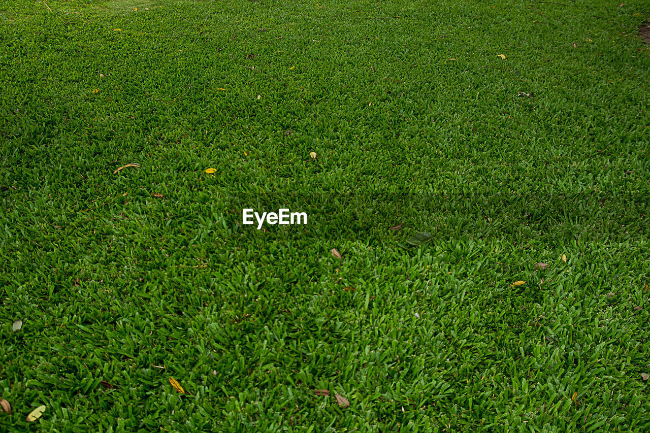 HIGH ANGLE VIEW OF GREEN GRASS ON FIELD