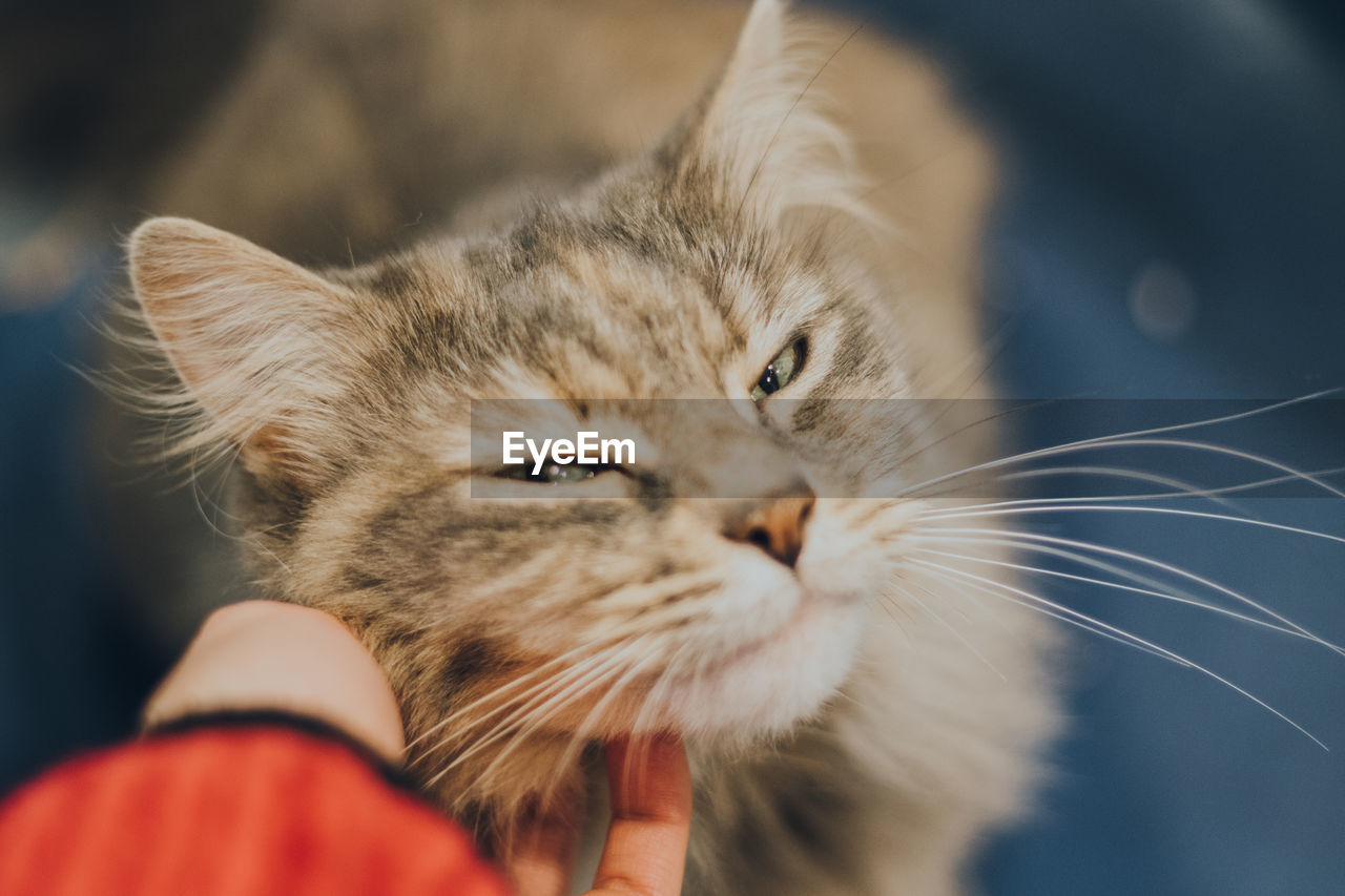 CLOSE-UP OF HAND HOLDING CAT WITH EYES