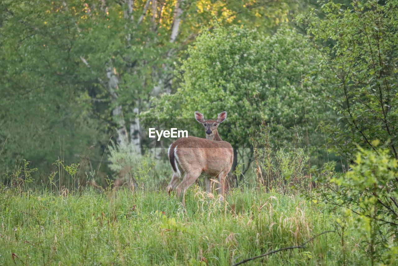 VIEW OF DEER IN FOREST