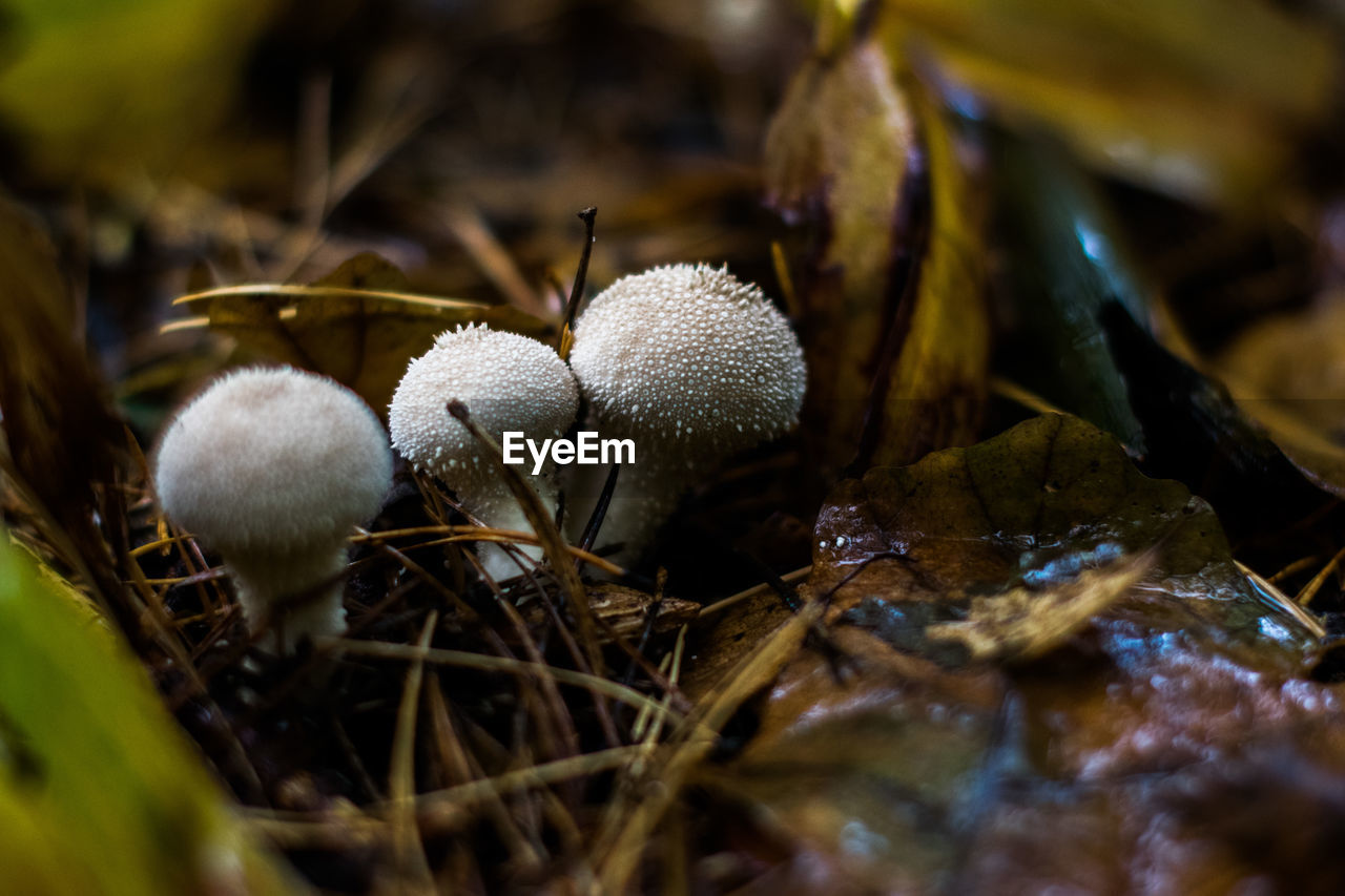 Close-up of mushrooms growing on plant