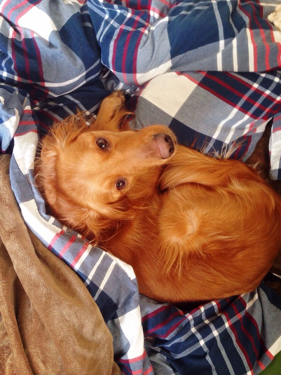 High angle view of dog sitting on blanket