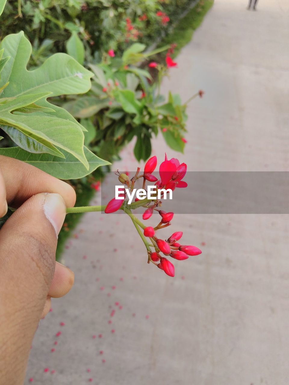 CLOSE-UP OF HAND HOLDING PINK FLOWER