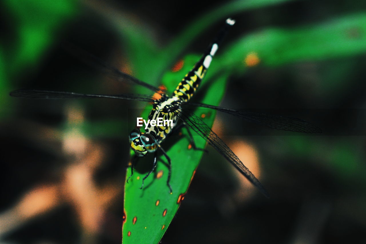 CLOSE-UP OF INSECT ON BLADE OF GRASS